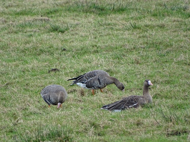 儘管紅花嶺 儘管紅花嶺